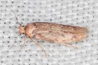 Bryotropha