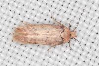 Bryotropha