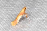 Caloptilia robustella