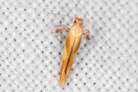 Caloptilia robustella