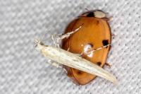 Povolnya leucapennella