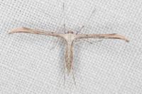Emmelina monodactyla