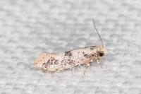 Infurcitinea atrifasciella