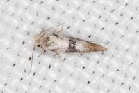 Infurcitinea atrifasciella