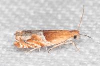 Ancylis obtusana