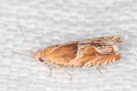 Ancylis obtusana