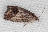 Cydia splendana