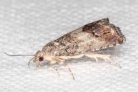 Cydia splendana