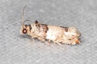 Epinotia thapsiana