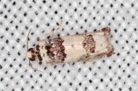 Epinotia thapsiana