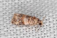 Lobesia botrana