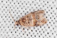 Lobesia botrana