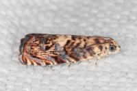 Pammene gallicolana