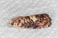 Pammene gallicolana