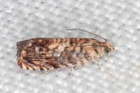 Pammene gallicolana