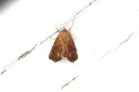 Apoda limacodes