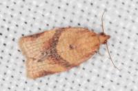 Clepsis consimilana
