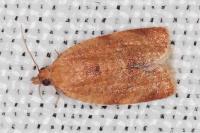 Clepsis consimilana
