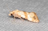 Phalonidia contractana