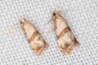 Phalonidia contractana