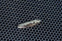 Ethmia bipunctella