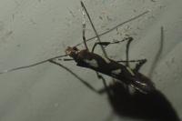 Calybites phasianipennella