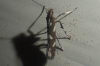 Calybites phasianipennella
