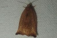 Archips podana