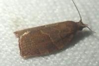 Pandemis heparana