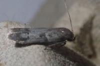 Blastobasis