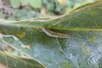 Ancylis mitterbacheriana