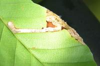 Stigmella hemargyrella