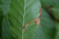 Stigmella hemargyrella
