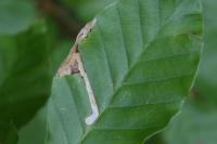 Stigmella hemargyrella