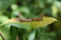Gracillaria syringella