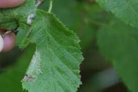 Parornix devoniella