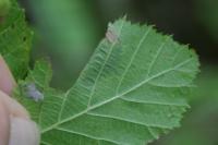 Parornix devoniella