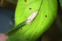 Phyllonorycter lantanella