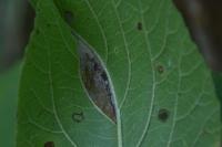 Phyllonorycter lantanella