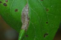Phyllonorycter lantanella