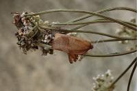 Cacoecimorpha pronubana