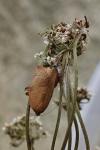 Cacoecimorpha pronubana