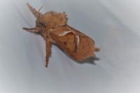 Triodia sylvina