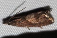 Dichrorampha
