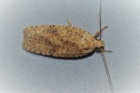 Agonopterix