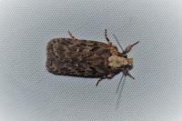 Depressaria