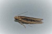 Mirificarma mulinella
