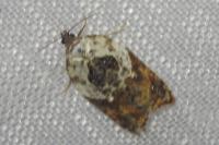 Acleris variegana