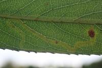 Phyllocnistis valentinensis