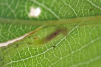 Phyllocnistis valentinensis